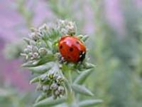 Лейля  Шайхиева