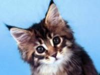 катя бвранова