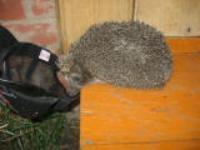 Ахмет  Вильданов