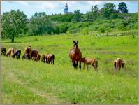 Деревня    Карачары