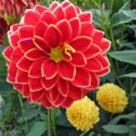 Ольга Яковлева (Лебедева)