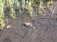 Деревня    Красный Яр