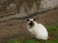 людмила  грибова