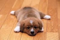 Александр Рожков