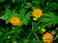 Наталья фролова