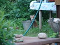 Деревня    Лихачево