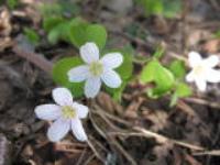 Владимир Воротников