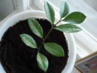 Раф Мязитов