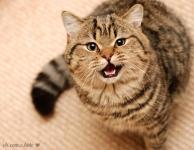 Некто Фамильевич