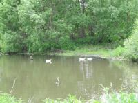 Село Глуховка