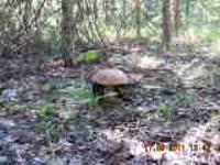 Село Шишовка