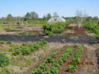 Деревня    Никола