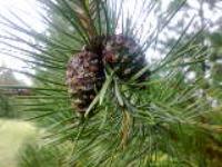 Деревня    Подоба