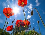 Михаил Владимирович