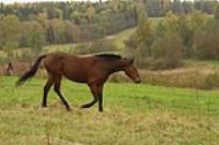 Деревня    Ильинское