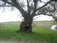 Елена Шильникова