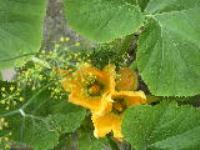 Деревня    Полуево