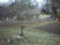 Ирина Иванова