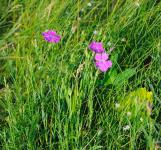 Ксения Иванова