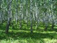 Деревня    Кирябинка