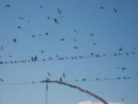 Село Троицкое (Московский с/с)