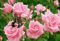 Сергей Плосконосов