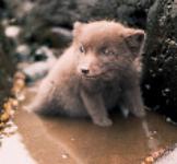 валентина саженина