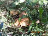 Село Шишовка