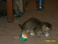 Евдокия Зырянова(Засмолина)