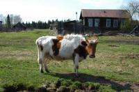 Село Лосиноборск