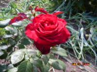 Елена Деулина