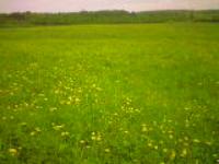 Деревня    Нифонтово