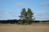 Деревня    Темьяниково