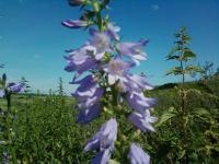 Село Ореховка