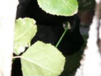 Иоланта Смит