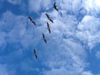 Андрей Фурзиков