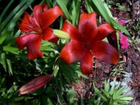 Ольга Куштыменко