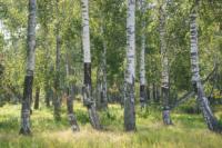 Поселок Надцы