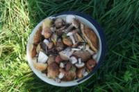 Поселок Надцы