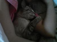 радик галлямов